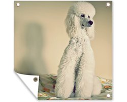 Tuin poster Zittende poedel - 200x200 cm - Tuindoek - Buitenposter