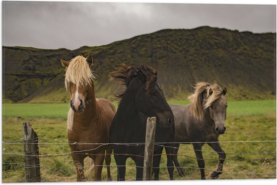 WallClassics - Vlag - Drietal Paarden in Verschillende Kleuren - 60x40 cm Foto op Polyester Vlag