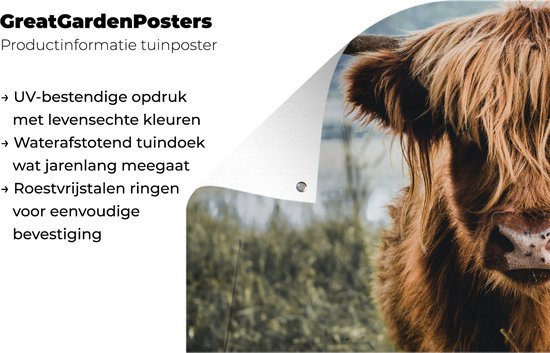 Affiche de clôture Vaches - Highlander écossais - Marron - Nature - 200x100 cm - Toile de jardin