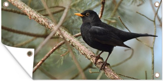 Affiche de clôture Vogel - Merle - Branches - Animaux - 200x100 cm - Toile de jardin