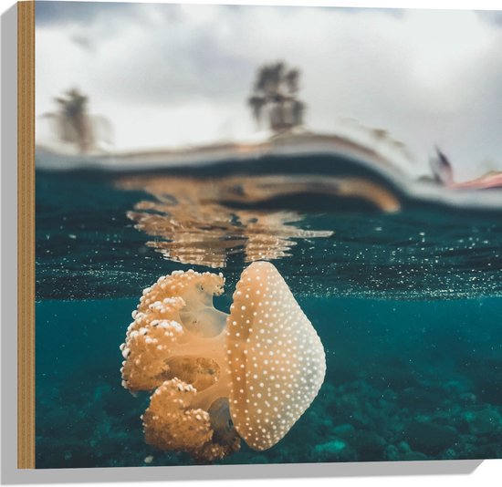 WallClassics - Hout - Beige kleurige Kwal in Blauwe Oceaan - 50x50 cm - 9 mm dik - Foto op Hout (Met Ophangsysteem)