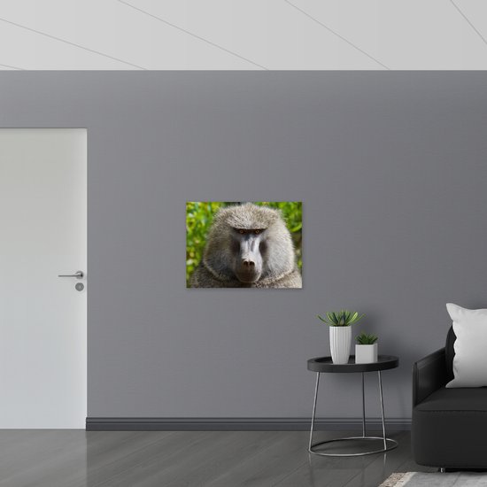 WallClassics - Vlag - Grijze Baviaan Aap met Oranje Ogen - 80x60 cm Foto op Polyester Vlag