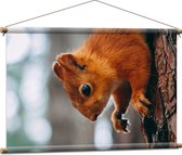 WallClassics - Textielposter - Eekhoorn hangend aan Felkleurige Eekhoorn - 90x60 cm Foto op Textiel