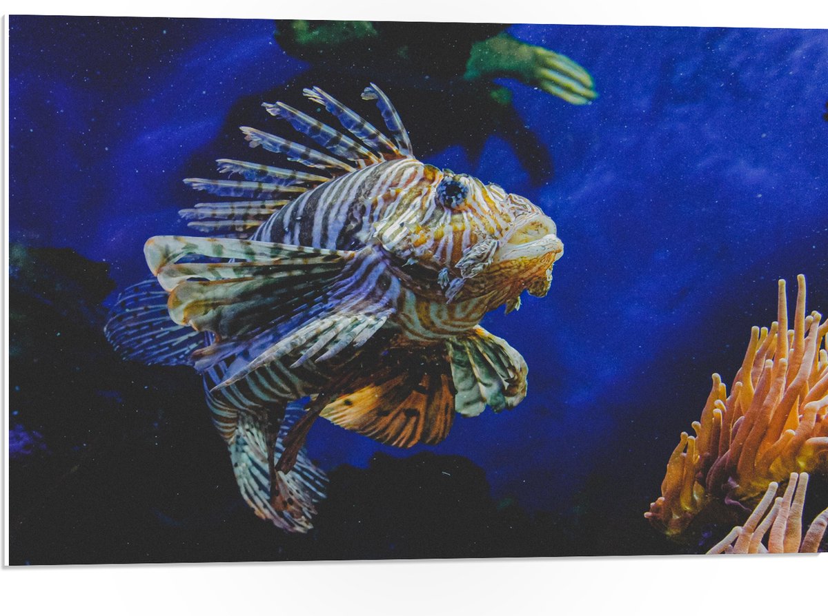 PVC Schuimplaat - Koraalduivel Vis tussen het Koraal in Blauwgekleurd Aquarium - 75x50 cm Foto op PVC Schuimplaat (Met Ophangsysteem)