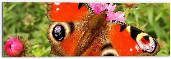 WallClassics - Dibond - Dagpauwoog Vlinder met Prachtige Vleugels - 60x20 cm Foto op Aluminium (Wanddecoratie van metaal)