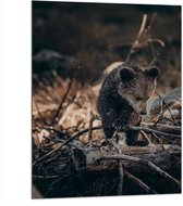 Dibond - Nieuwsgierige Kleine Beer tussen Takken in het Bos - 75x100 cm Foto op Aluminium (Met Ophangsysteem)