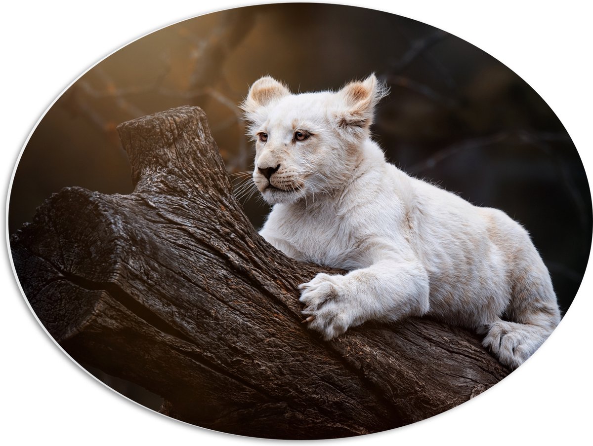 PVC Schuimplaat Ovaal - Zuid-Afrikaanse Witte Tijger op Dikke Boomstam in Zonnestralen - 6