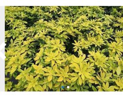 Choisya ternata 'Sundance' - Mexicaanse Oranjebloesem, Glansmispel 25 - 30 cm in pot