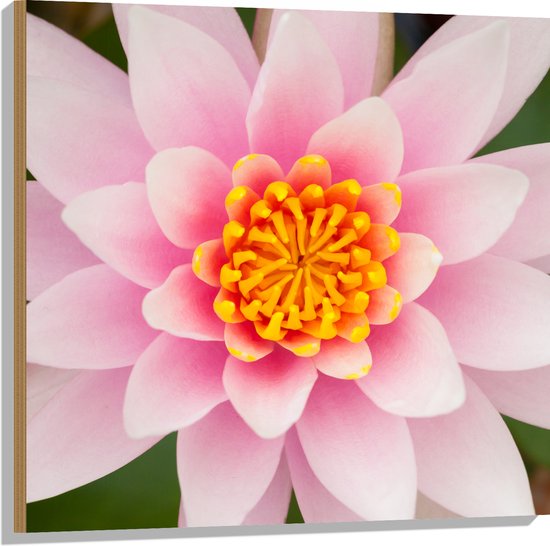 Hout - Bovenaanzicht van Roze Lotus Bloem - 80x80 cm - 9 mm dik - Foto op Hout (Met Ophangsysteem)