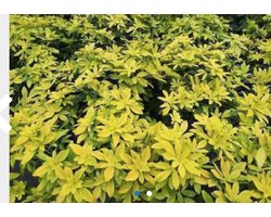 Choisya ternata 'Sundance' - Mexicaanse Oranjebloesem, Glansmispel 25 - 30 cm in pot