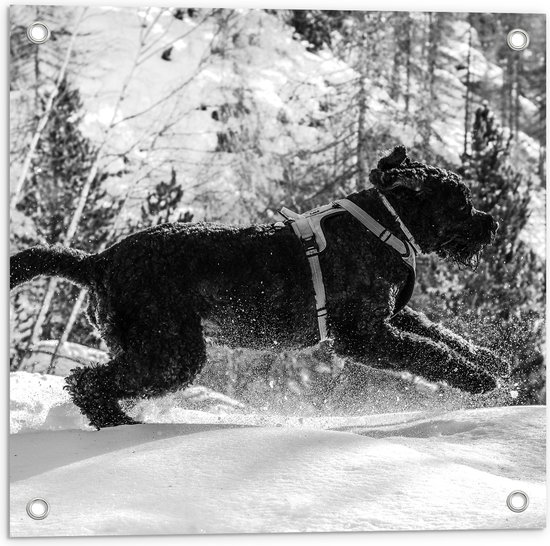 WallClassics - Tuinposter – Zwarte Hond Springend in de Sneeuw - 50x50 cm Foto op Tuinposter (wanddecoratie voor buiten en binnen)