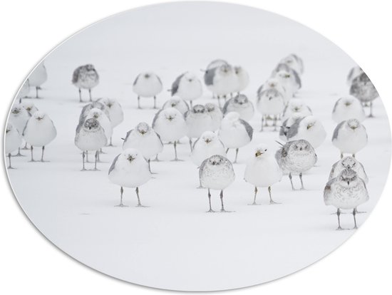 WallClassics - PVC Schuimplaat Ovaal - Witte Vogels in de Witte Sneeuw - 96x72 cm Foto op Ovaal (Met Ophangsysteem)