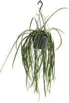 WL Plants - Lepismium Bolivianum - Hangplant - Hangplanten Voor Binnen - Kamerplanten - Zeer Gemakkelijk te verzorgen - ± 30cm hoog - 17cm diameter - In Kweekpot