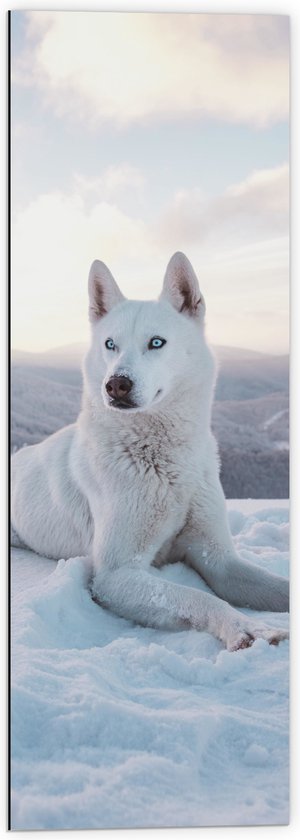 WallClassics - Dibond - Witte Husky Liggend in de Sneeuw op een Berg - 40x120 cm Foto op Aluminium (Wanddecoratie van metaal)