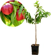 Prunus Persica 'Red Gold' nectarine - Hoogte 100cm - 5 liter pot