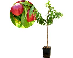 Prunus Persica 'Red Gold' nectarine, 5 liter pot