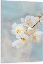 WallClassics - Dibond - Witte Sakura Bloem - 80x120 cm Foto op Aluminium (Met Ophangsysteem)