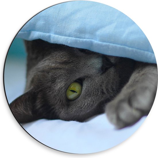 WallClassics - Cercle mural Dibond - Chat gris aux yeux verts sous un oreiller - Photo 30x30 cm sur cercle mural en aluminium (avec système d'accrochage)