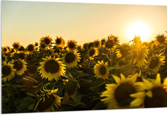 WallClassics - Acrylglas - Zonnenbloemen in een Veld met Felle Zon - 150x100 cm Foto op Acrylglas (Wanddecoratie op Acrylaat)