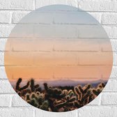 WallClassics - Muursticker Cirkel - Cylindropuntia Fulgida Plantjes voor Berglandschap met Oranje Lucht - 60x60 cm Foto op Muursticker