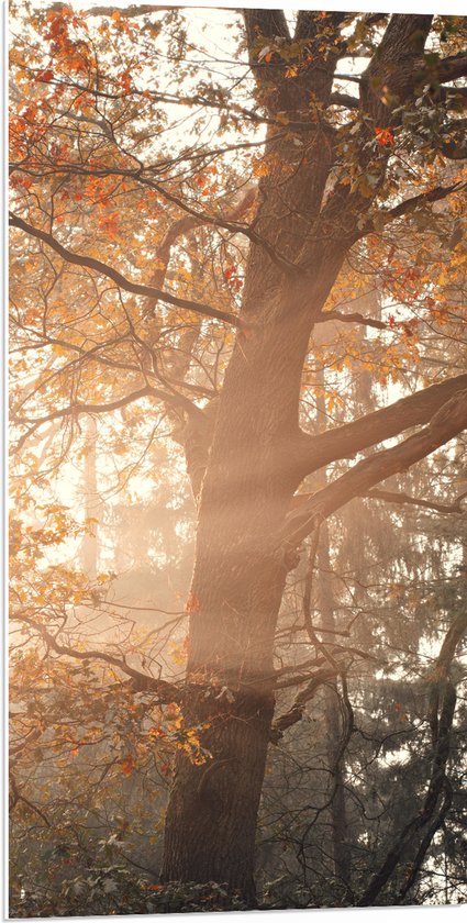 WallClassics - PVC Schuimplaat - Zon Schijnend door de Bossen - 50x100 cm Foto op PVC Schuimplaat (Met Ophangsysteem)