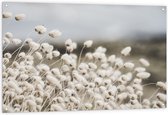 WallClassics - Tuinposter – Witte Hazenstaart Planten - 120x80 cm Foto op Tuinposter (wanddecoratie voor buiten en binnen)