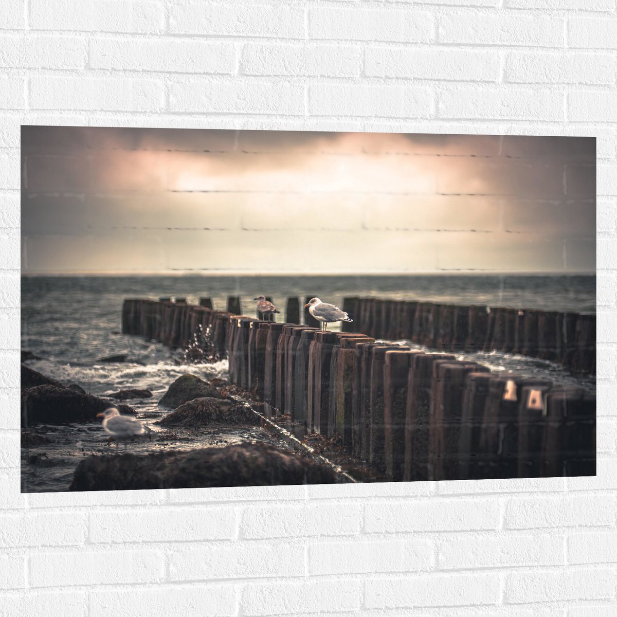 Muursticker - Meeuwen op Houten Palen bij de Zee - 105x70 cm Foto op Muursticker