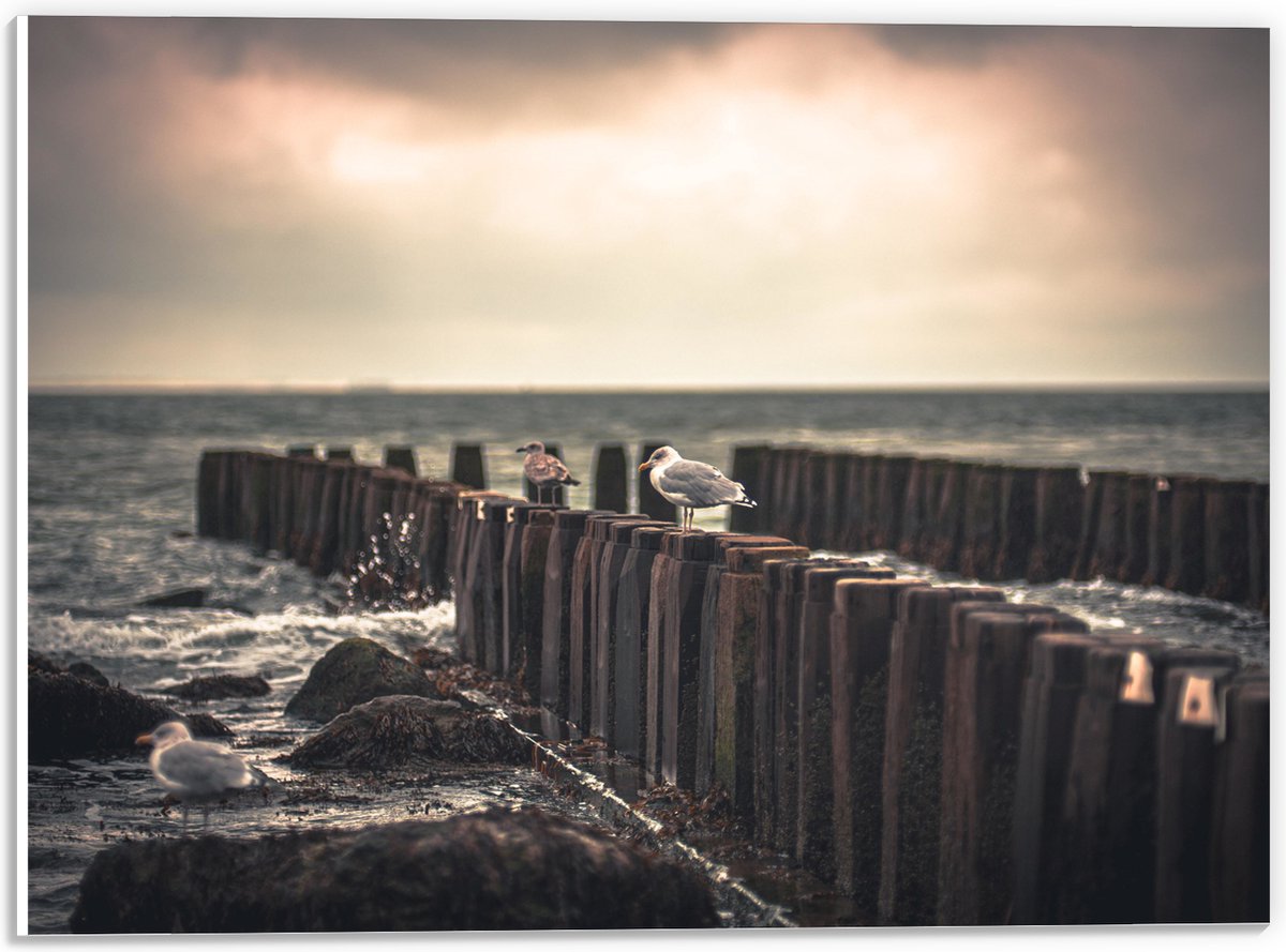 PVC Schuimplaat- Meeuwen op Houten Palen bij de Zee - 40x30 cm Foto op PVC Schuimplaat