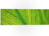PVC Schuimplaat - Close-up van Groen Blad met Zichtbare Nerven - 60x20 cm Foto op PVC Schuimplaat (Met Ophangsysteem)