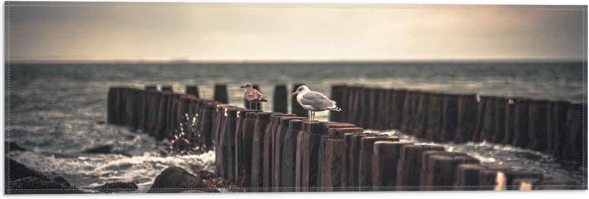 Vlag - Meeuwen op Houten Palen bij de Zee - 60x20 cm Foto op Polyester Vlag