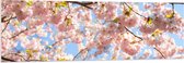 PVC Schuimplaat - Roze Sakura Boom van Dichtbij - 150x50 cm Foto op PVC Schuimplaat (Met Ophangsysteem)