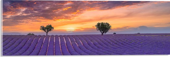 Acrylglas - Zonsondergang bij Lavendel Veld in de Zomer - 60x20 cm Foto op Acrylglas (Met Ophangsysteem)