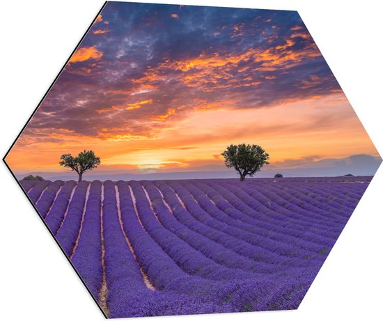 Dibond Hexagon - Zonsondergang bij Lavendel Veld in de Zomer - 80x69.6 cm Foto op Hexagon (Met Ophangsysteem)