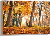 Hout - Bos in de Herfst vanaf Kikkerperspectief - 75x50 cm - 9 mm dik - Foto op Hout (Met Ophangsysteem)