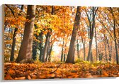 Hout - Bos in de Herfst vanaf Kikkerperspectief - 105x70 cm - 9 mm dik - Foto op Hout (Met Ophangsysteem)