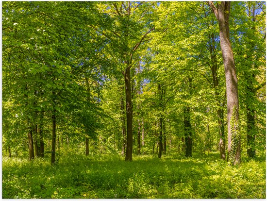 Poster Glanzend – Groen Bos in de Lente met Verschillende Bomen - 80x60 cm Foto op Posterpapier met Glanzende Afwerking