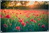 Tuinposter – Klaprozen in een Veld met Mooie Belichting achter de Bomen - 105x70 cm Foto op Tuinposter (wanddecoratie voor buiten en binnen)