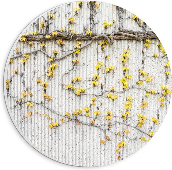 WallClassics - Cercle mural en panneau de mousse PVC - Fleurs jaunes au mur - Photo 20x20 cm sur cercle mural (avec système d'accrochage)