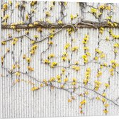 WallClassics - Panneau de mousse PVC - Fleurs jaunes au mur - Photo 80x80 cm sur panneau de mousse PVC