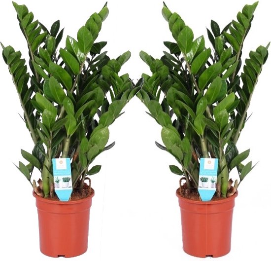 Bloomique - Zamioculcas Zamiifolia - Glücksfeder - Zimmerpflanzen Groß