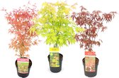 Plant in a Box - Japanse Esdoorn - Set van 3 - Pot 19cm - Hoogte 60-70cm - Acer palmatum 'Atropurpureum', 'Beni Maiko' & 'Orange Dream' - Winterhard