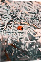 WallClassics - Acrylglas - Close-up van Lieveheersbeestje op Witte Takken van Bomen - 80x120 cm Foto op Acrylglas (Wanddecoratie op Acrylaat)