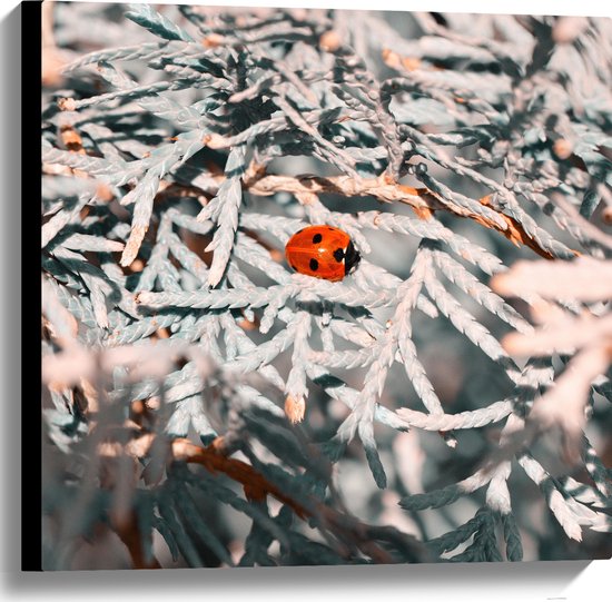 WallClassics - Canvas - Close-up van Lieveheersbeestje op Witte Takken van Bomen - 60x60 cm Foto op Canvas Schilderij (Wanddecoratie op Canvas)