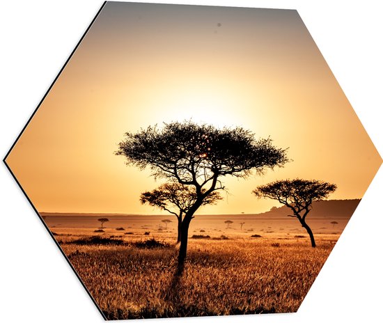 WallClassics - Dibond Hexagon - Silhouet van Enkele Bomen in Droog Landschap - 60x52.2 cm Foto op Hexagon (Met Ophangsysteem)