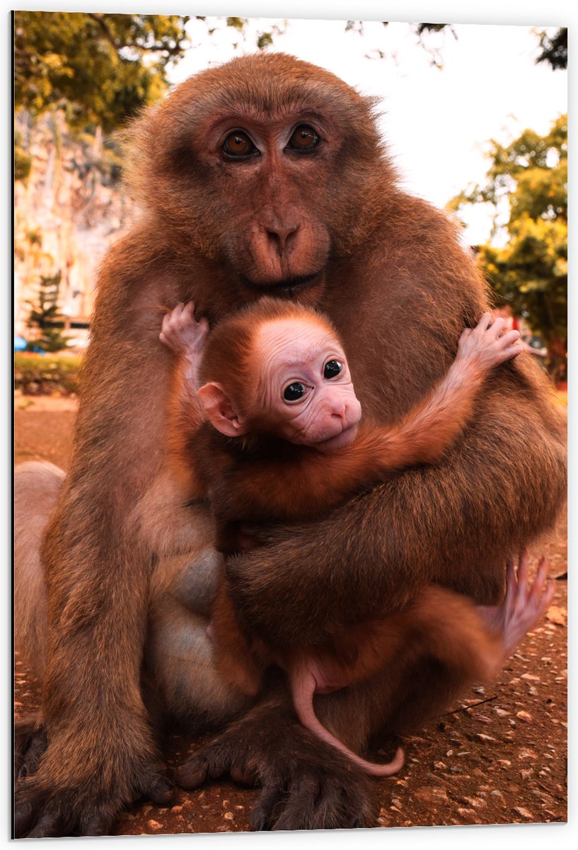 Dibond - Bange Baby Aap Hangend in Armen van Moeder Aap - 60x90 cm Foto op Aluminium (Wanddecoratie van metaal)