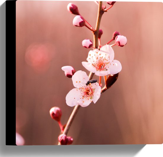 Canvas - Tak met Roze Sakura Bloemen - 30x30 cm Foto op Canvas Schilderij (Wanddecoratie op Canvas)