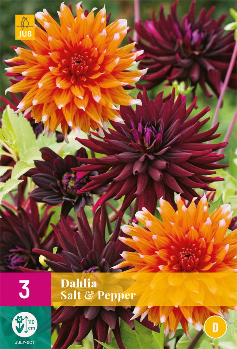 Dahlia Salt & Pepper - 3st - Bloembollen - JUB Holland