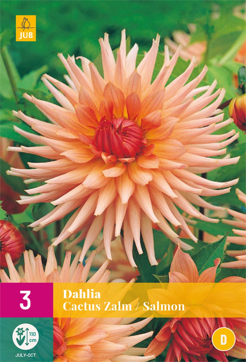 Dahlia Cactus Zalm - 3st - Bloembollen - JUB Holland