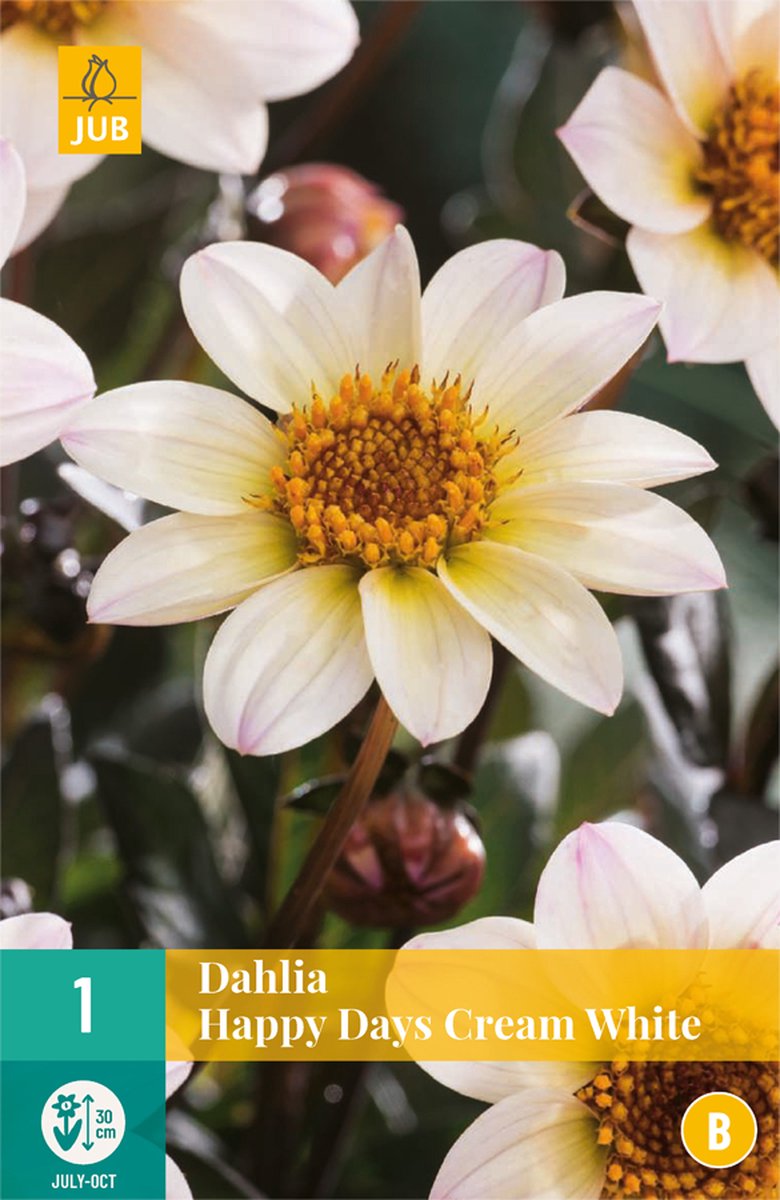 Dahlia Happy Days Cream White - 1st - Bloembollen - JUB Holland