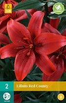 Lys rouge du comté - 2pcs - Bulbes de fleurs - JUB Holland